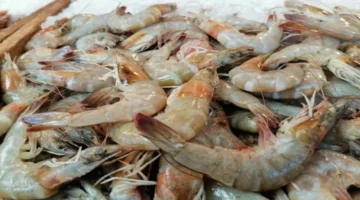 البلطي بـ 68 جنيها.. أسعار الأسماك والجمبري في الأسواق بمنتصف تعاملات السبت